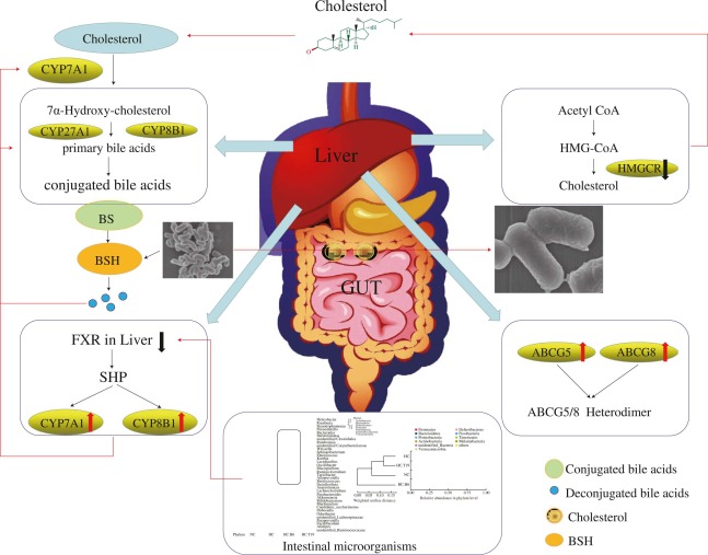 1. Enhances Digestive Health and Reduces Bloating